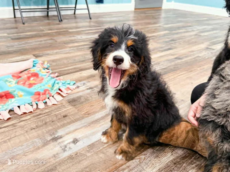 Harley  – Miniature Bernedoodle puppy for sale in Exeter, MO