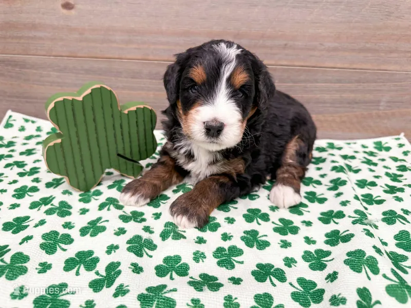 Harley  – Miniature Bernedoodle puppy for sale in Exeter, MO