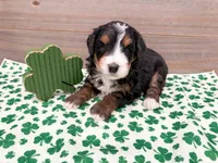Harley , a female Miniature Bernedoodle for sale in Exeter, MO – Photo 1 of 4