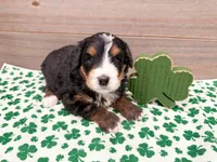 Harley , a female Miniature Bernedoodle for sale in Exeter, MO – Photo 4 of 4