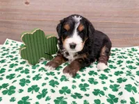 Harley , a female Miniature Bernedoodle for sale in Exeter, MO – Photo 2 of 4