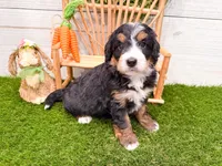 Harley , a female Miniature Bernedoodle for sale in Exeter, MO – 6 of 7