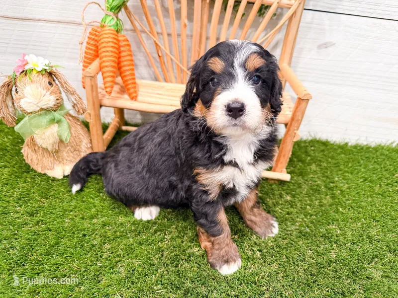 Harley  – Miniature Bernedoodle puppy for sale in Exeter, MO