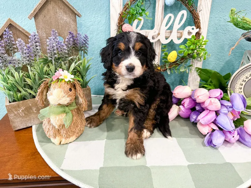 Harley  – Miniature Bernedoodle puppy for sale in Exeter, MO