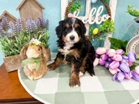 Harley , a female Miniature Bernedoodle for sale in Exeter, MO – 4 of 7