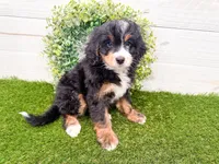 Harley , a female Miniature Bernedoodle for sale in Exeter, MO – 2 of 7