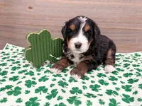 Harley , a female Miniature Bernedoodle for sale in Exeter, MO – Photo 3 of 4