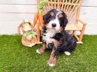 Harley , a female Miniature Bernedoodle for sale in Exeter, MO – 7 of 7