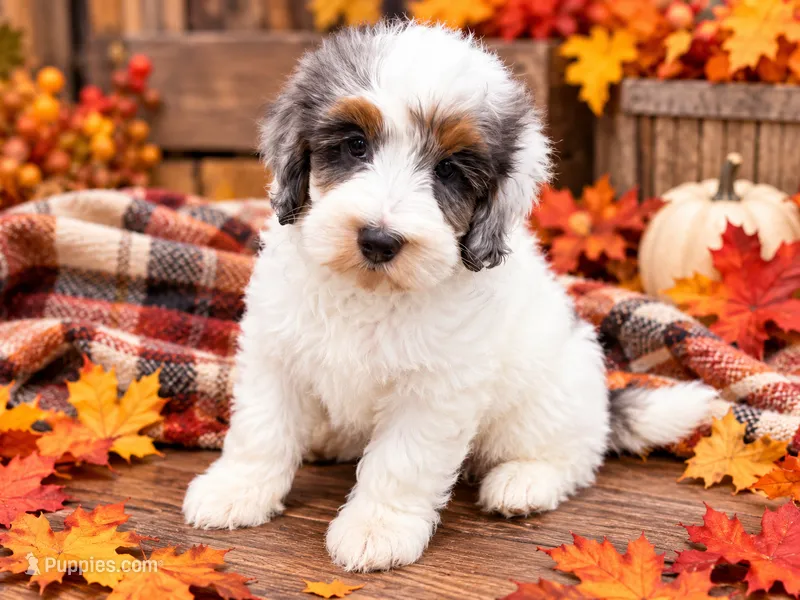 Kimes – Miniature Bernedoodle puppy for sale in Exeter, MO