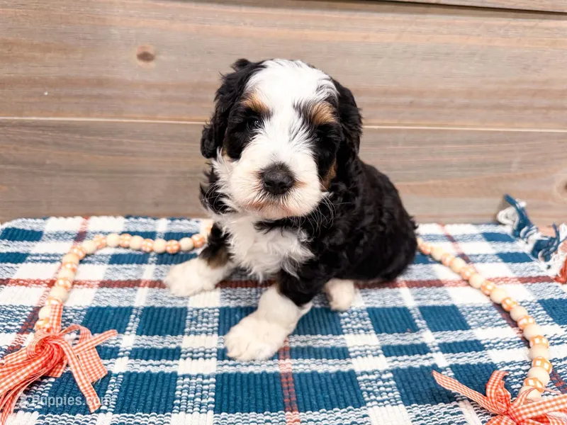 Ariat  – Miniature Bernedoodle puppy for sale in Exeter, MO