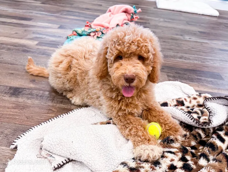 Pay Day – Miniature Goldendoodle puppy for sale in Exeter, MO