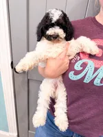 Dodger , a male Poodle - Miniature  for sale in Exeter, MO – 2 of 6