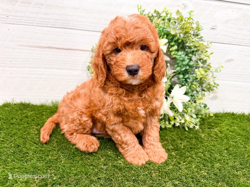 Otis  – Miniature Goldendoodle puppy for sale in Exeter, MO