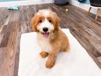 Smucker, a male Miniature Bernedoodle for sale in Exeter, MO – 4 of 10