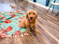 Granger , a male Miniature Goldendoodle for sale in Exeter, MO – 3 of 3