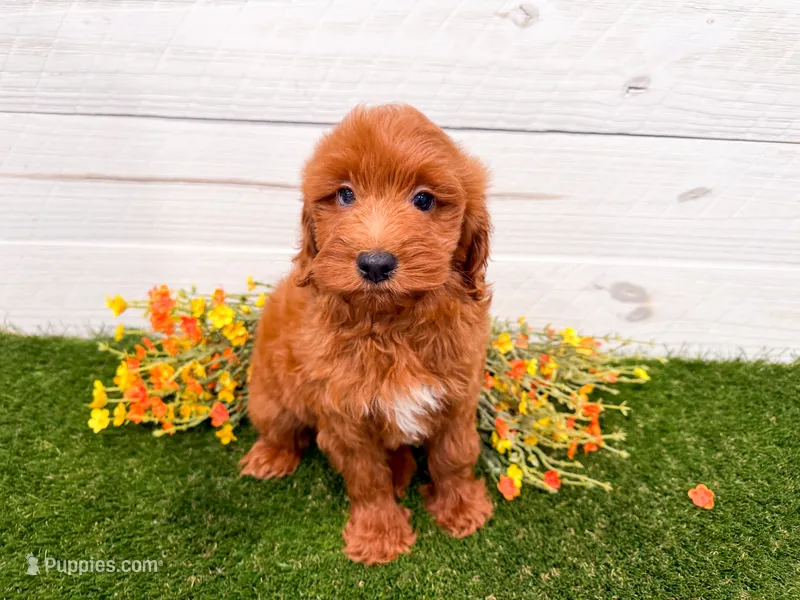 Jera – Miniature Goldendoodle puppy for sale in Exeter, MO