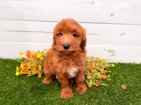 Jera, a female Miniature Goldendoodle for sale in Exeter, MO – 1 of 1