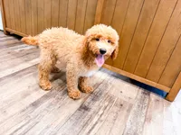 Davie , a male Miniature Goldendoodle for sale in Exeter, MO – 3 of 3