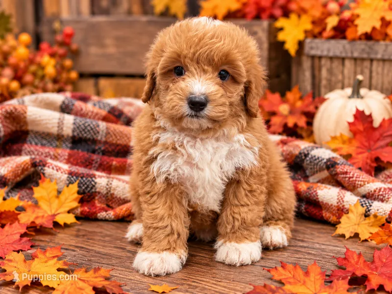 Gelbvieh  – Miniature Bernedoodle puppy for sale in Exeter, MO