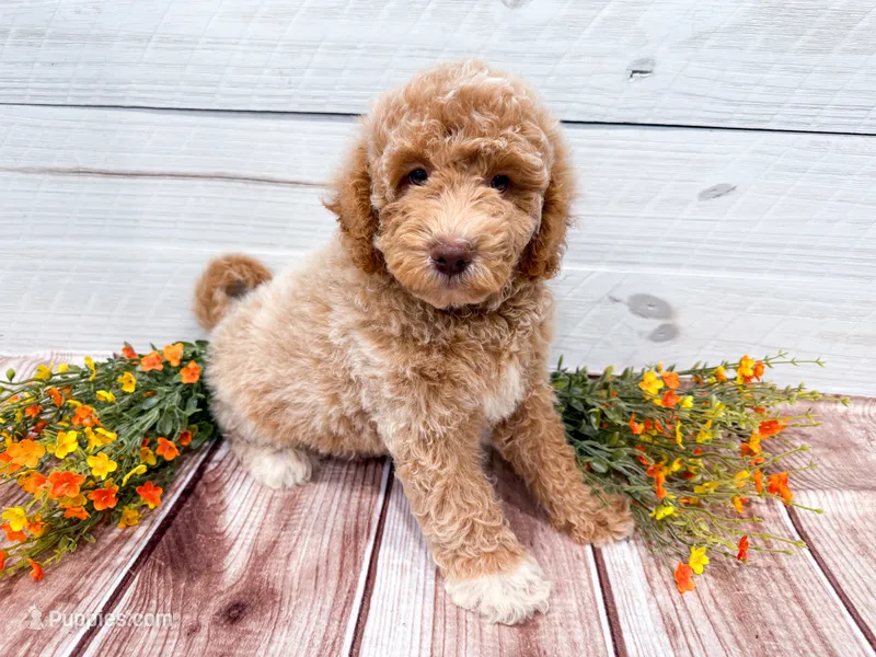 Pay Day – Miniature Goldendoodle puppy for sale in Exeter, MO