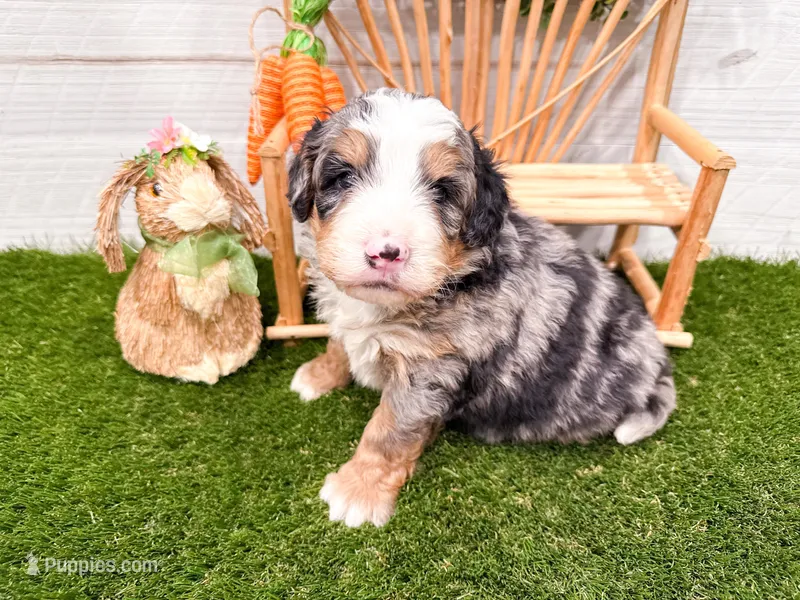 Charlie  – Miniature Bernedoodle puppy for sale in Exeter, MO