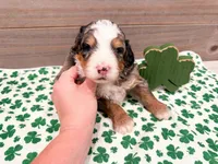 Charlie , a male Miniature Bernedoodle for sale in Exeter, MO – Photo 3 of 5