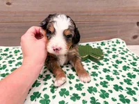 Charlie , a male Miniature Bernedoodle for sale in Exeter, MO – Photo 2 of 5