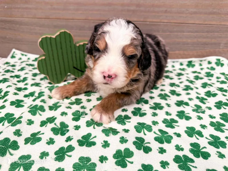 Charlie  – Miniature Bernedoodle puppy for sale in Exeter, MO