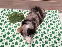 Charlie , a male Miniature Bernedoodle for sale in Exeter, MO – Photo 5 of 5