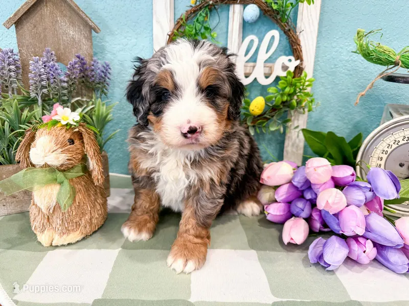 Charlie  – Miniature Bernedoodle puppy for sale in Exeter, MO