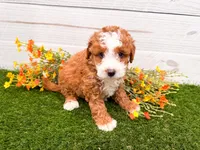 Peanut , a female Miniature Bernedoodle for sale in Exeter, MO – 2 of 3