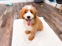 Smucker, a male Miniature Bernedoodle for sale in Exeter, MO – 7 of 10