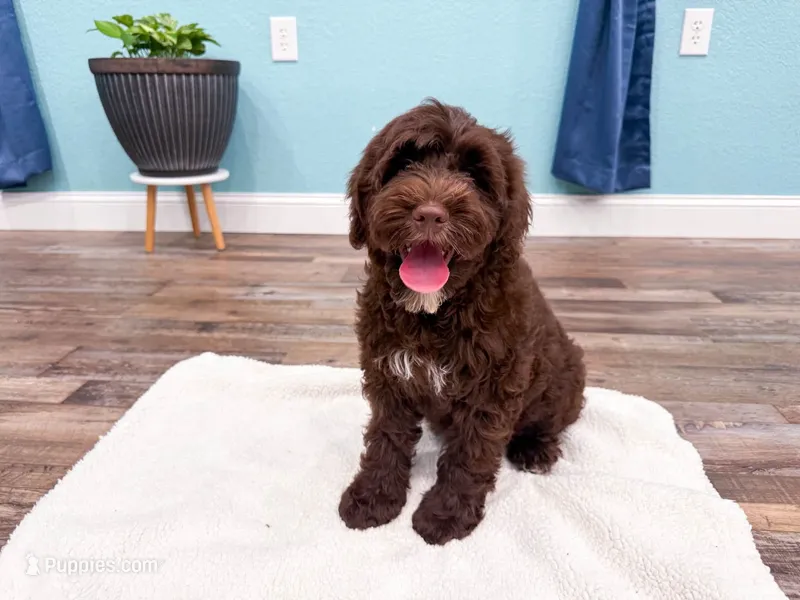 Reese's  – Miniature Goldendoodle puppy for sale in Exeter, MO