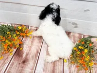 Dodger , a male Poodle - Miniature  for sale in Exeter, MO – 4 of 6