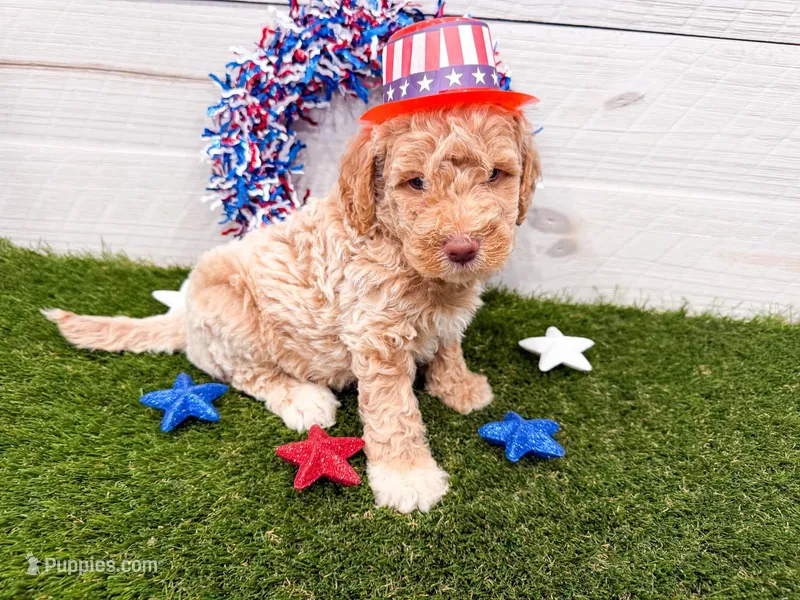 Pay Day – Miniature Goldendoodle puppy for sale in Exeter, MO