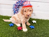 Pay Day, a male Miniature Goldendoodle for sale in Exeter, MO – 1 of 1