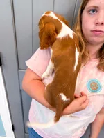Ian, a female Cavalier King Charles Spaniel for sale in Exeter, MO – 2 of 2