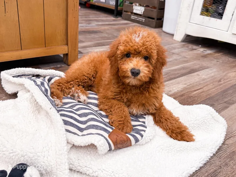 Ash  – Miniature Goldendoodle puppy for sale in Exeter, MO
