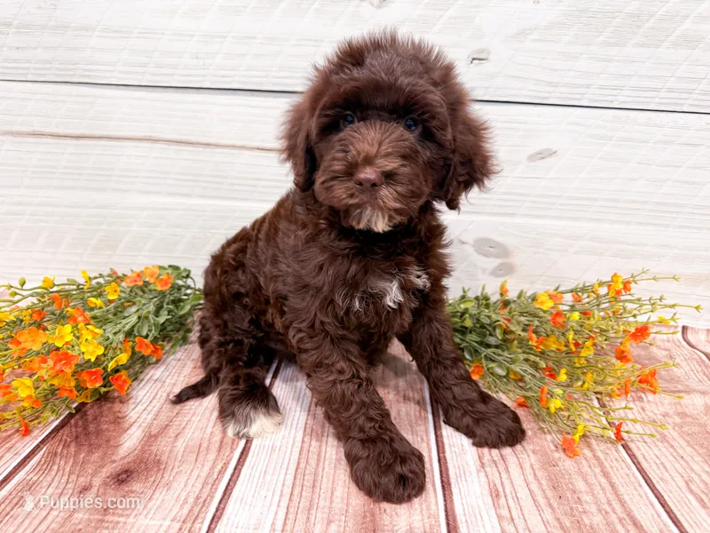 Reese's  – Miniature Goldendoodle puppy for sale in Exeter, MO