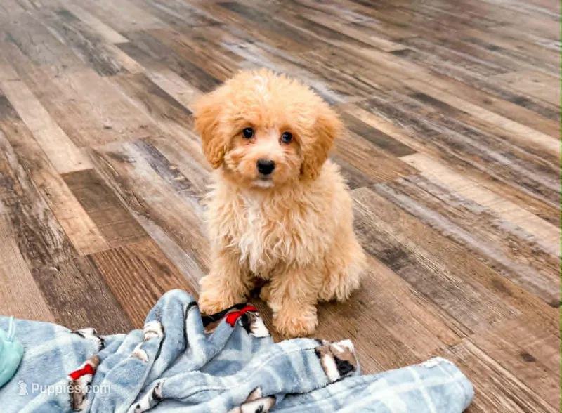 Winnie  – Miniature Bernedoodle puppy for sale in Exeter, MO