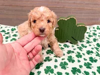 Winnie , a female Miniature Bernedoodle for sale in Exeter, MO – Photo 3 of 4