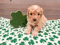 Winnie , a female Miniature Bernedoodle for sale in Exeter, MO – Photo 4 of 4