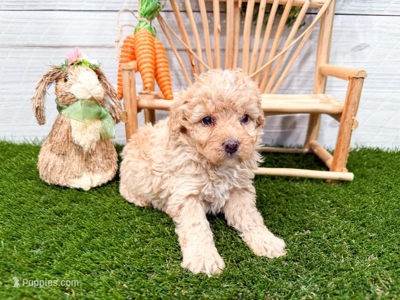 Winnie  – Miniature Bernedoodle puppy for sale in Exeter, MO