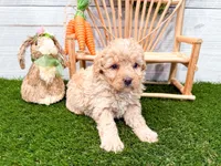 Winnie , a female Miniature Bernedoodle for sale in Exeter, MO – 3 of 5