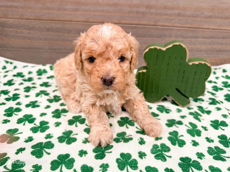 Winnie  – Miniature Bernedoodle puppy for sale in Exeter, MO