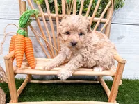 Winnie , a female Miniature Bernedoodle for sale in Exeter, MO – 4 of 5