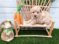 Winnie , a female Miniature Bernedoodle for sale in Exeter, MO – 5 of 5