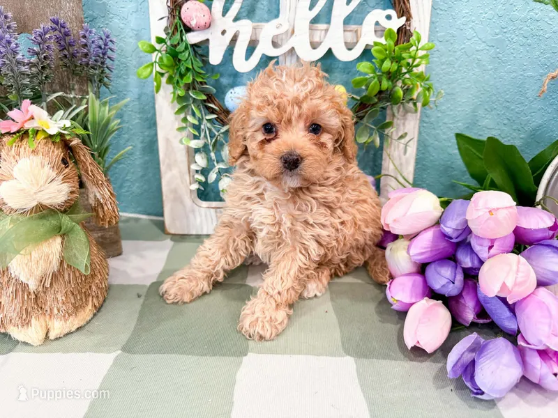 Winnie  – Miniature Bernedoodle puppy for sale in Exeter, MO