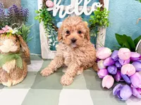 Winnie , a female Miniature Bernedoodle for sale in Exeter, MO – 2 of 5