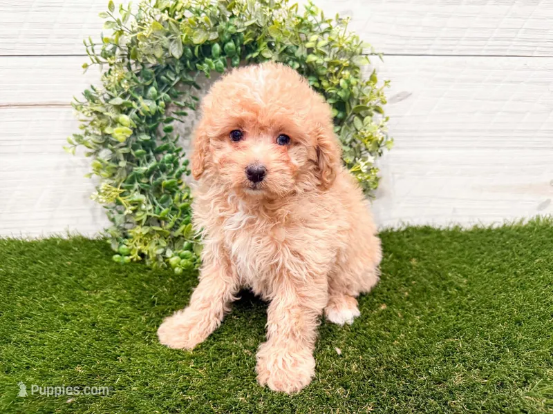 Winnie  – Miniature Bernedoodle puppy for sale in Exeter, MO